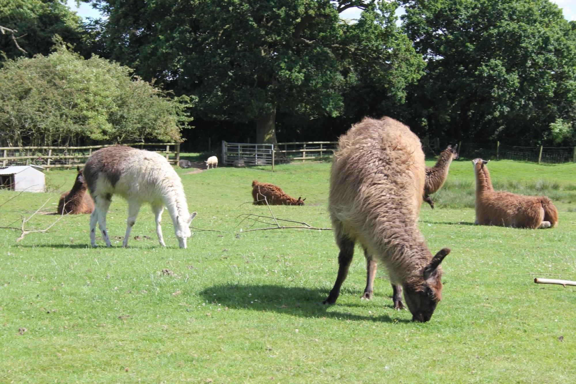 Glamping West Midlands * Enville